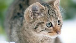 Картинки котика