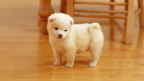 Картинки маленькой белой собачки скачать