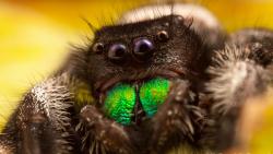 Картинки паука на iphone