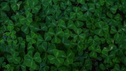 Ковер из клевера обои 2560x1600