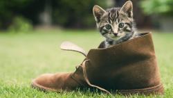 Котенок в ботинки заставки на рабочий стол hd