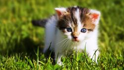 Котенок на траве обои