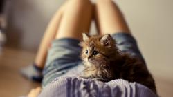 Котик на груди у девушки