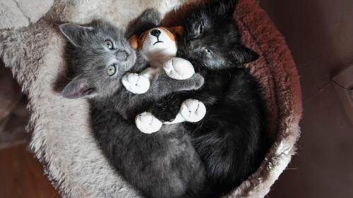 Котята, котики, игрушка, пушистики, дымчатый и черный кот фоны, заставки