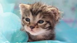 Кошка, взгляд, котята, животные, обои для рабочего стола