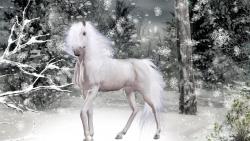 Красивая белая лошадь в лесу зимой