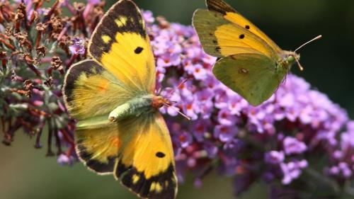 Красивые желтые бабочки на цветах, обои насекомых