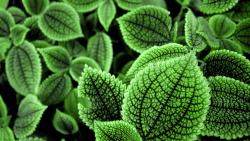 Красивый зеленый кактус заставки