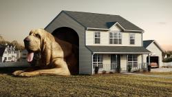 Креативные обои собака в доме