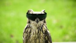 Креативные обои совы в очках