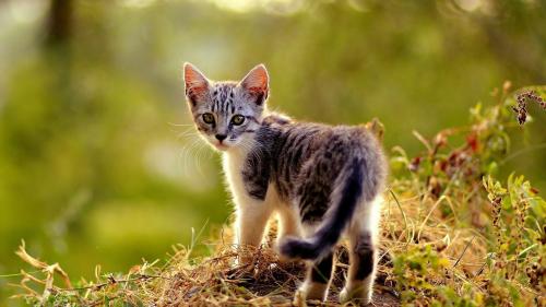 Крохотный котенок на фоне леса 1920x1080