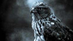 Крутой орел обои птицы на рабочий стол