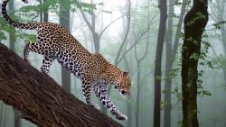 Леопард бредёт по бревну обои