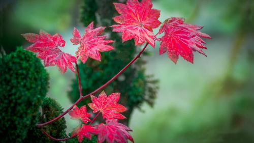 Листья красные осенние фон для рабочего стола