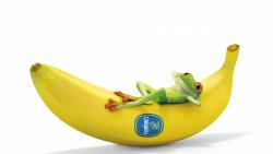 Лягушка спит на банане