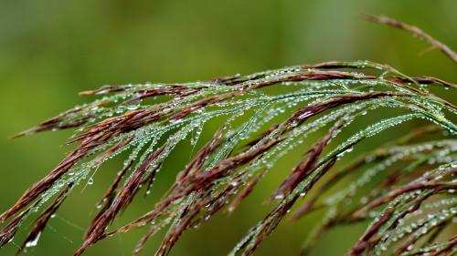 Макро обои капли воды на пшенице