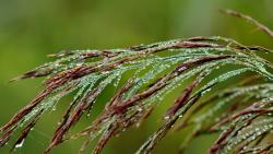 Макро обои капли воды на пшенице