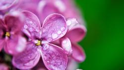 Макро обои фиолетовый цветки сирени капли воды