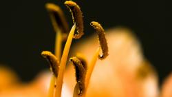 Макро фото тычинок покрытых ярко жёлтой пыльцой