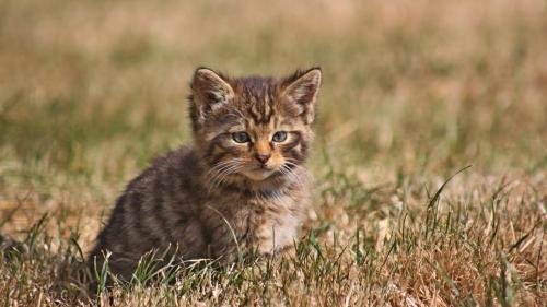 Маленький котенок