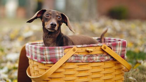 Маленький песик с выпученными глазенками обои hd