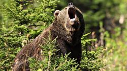 Медведь, животное, лес, hd заставки, картинки