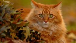 Милый рыжий кот