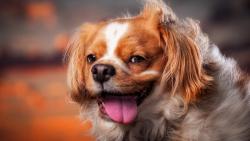 Милый щенок, лицо, Ветер, Домашние животные, обои hd, бесплатно