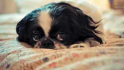 Милый щенок