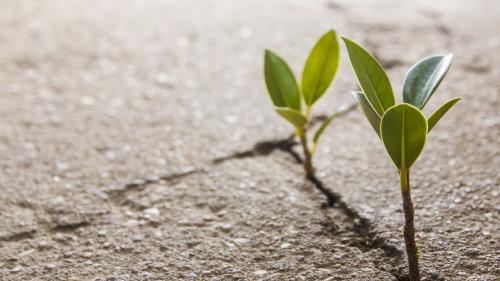 Молодые ростки растений в земле