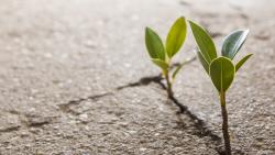 Молодые ростки растений в земле