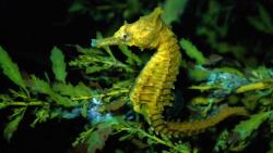 Морской конек, листья, растения