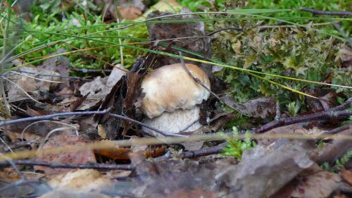 Обои грибов, белый под кустом в лесу