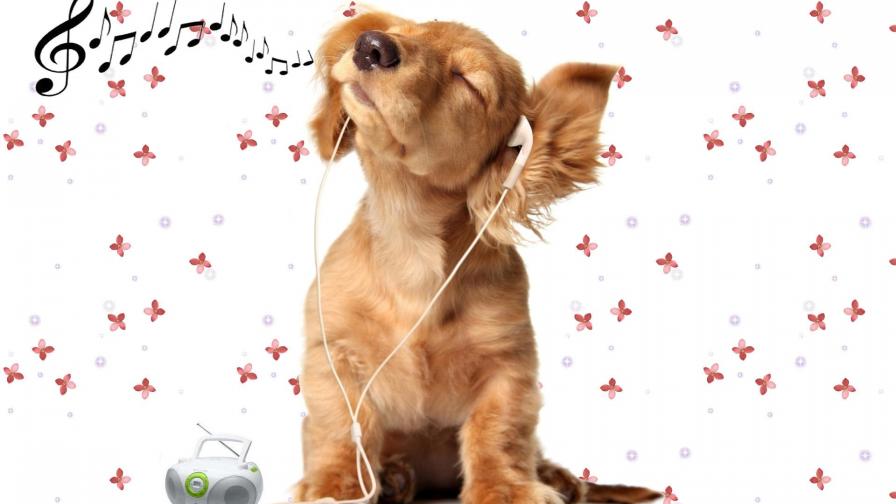 Обои собаки которая слушает музыку