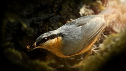 Обыкновенный поползень обои 4K