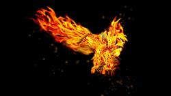 Огненный орел на черном фоне картинки на рабочий стол