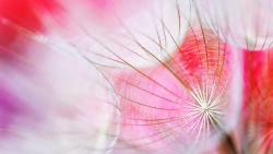 Одуванчик макро снимок