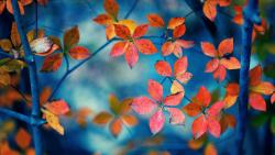 Осень, оранжевые листья, фоны, картинки, природа