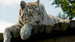 Отдых белый тигр обои hd бесплатно
