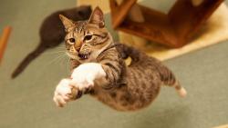 Полет кота обои hd бесплатно