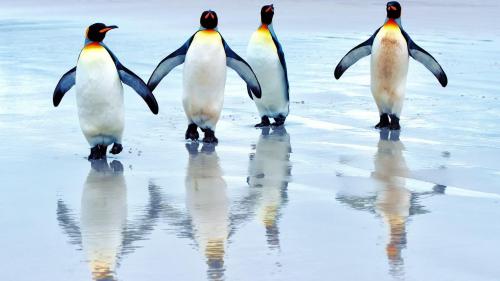 Прикольные пингвины заставки на рабочий стол hd