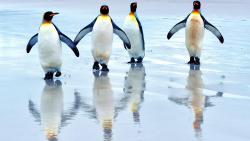 Прикольные пингвины заставки на рабочий стол hd