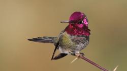 Птица, колибри, перья, розовые, скачать