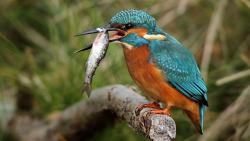 Птица ловит рыбу фото