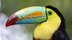 Птица, тукан, hd, заставки