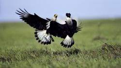 Птицы, борьба, сокол, картинки