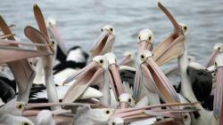 Птички пеликаны картинки для рабочего стола скачать