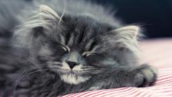 Пушистая кошка спит широкоформатные обои hd бесплатно