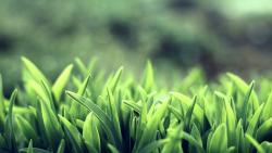 Растущая трава макро обои hd