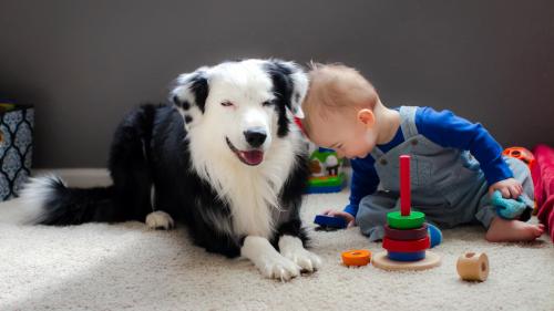 Ребенок играет с собакой